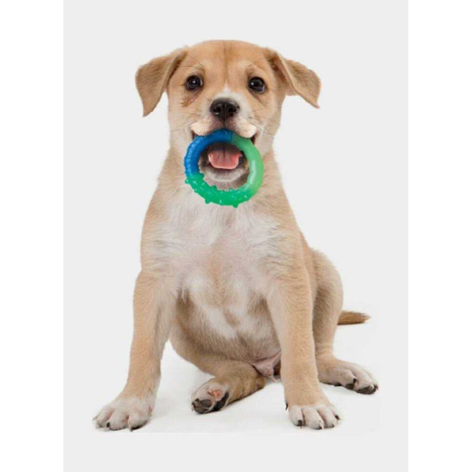 Ring Dog Toy Z92996