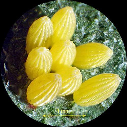 Trinocular Stereo Zoom Microscope, 7X-90X Magnification, 0.7x-4.5x Zoom Object E32060