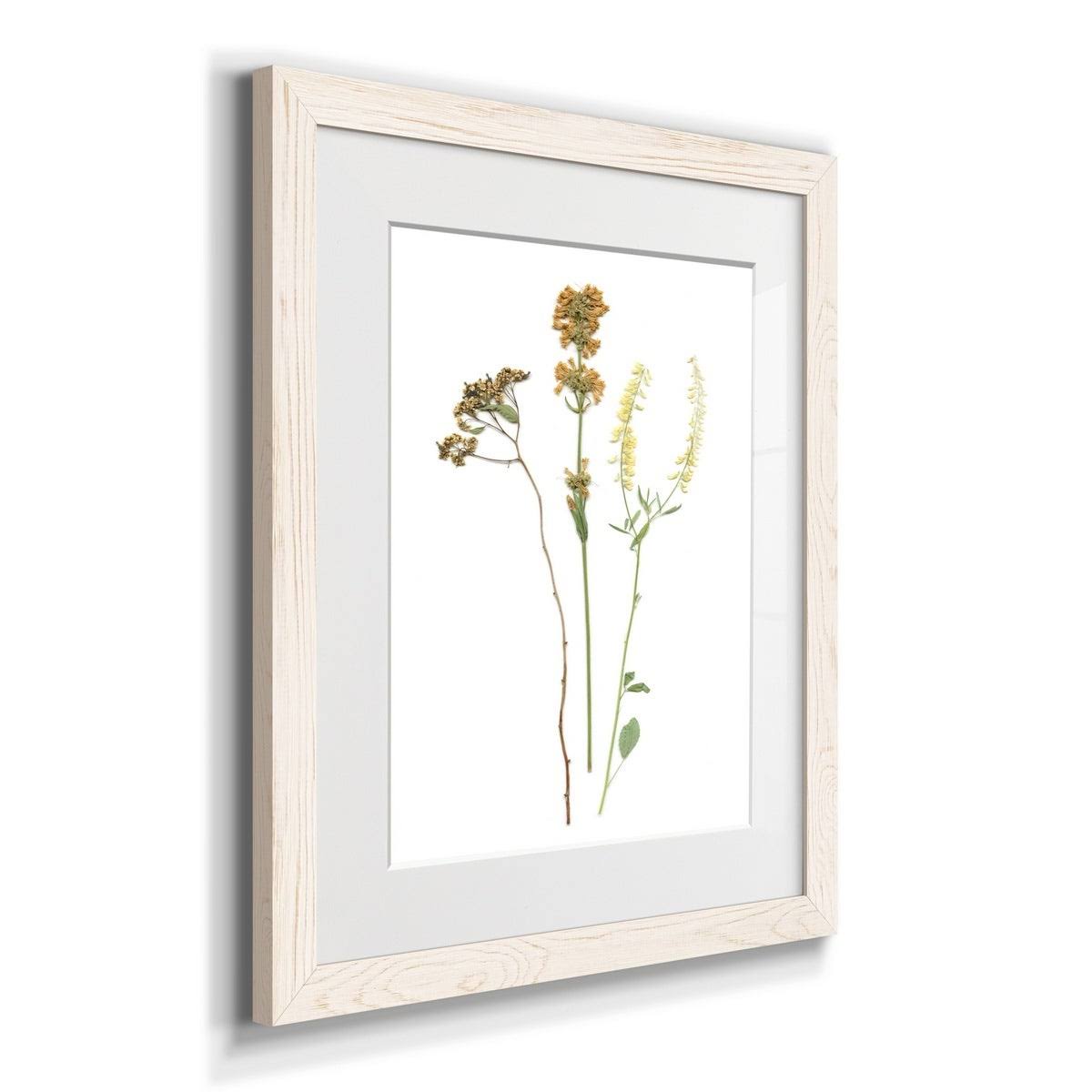 Maple Framed Print X38554