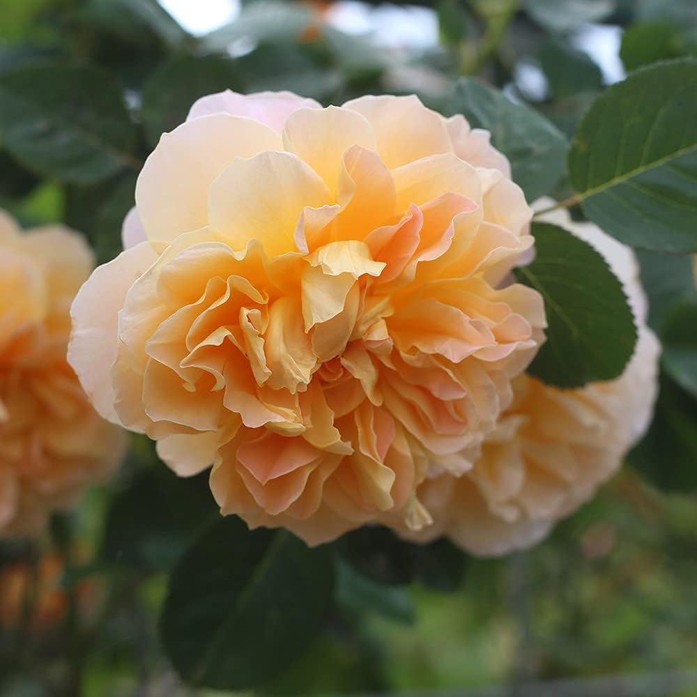 Climbing Rose Bush G248500