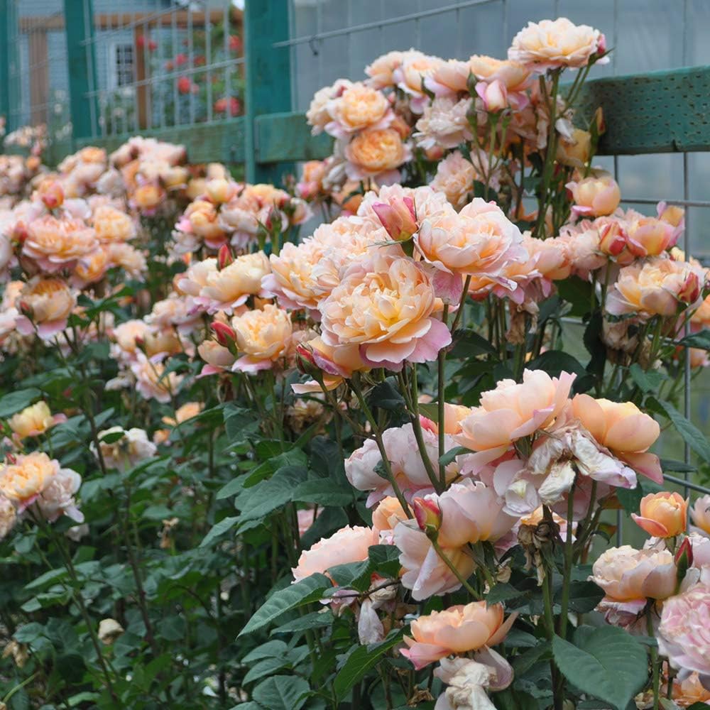 Climbing Rose Bush G248500