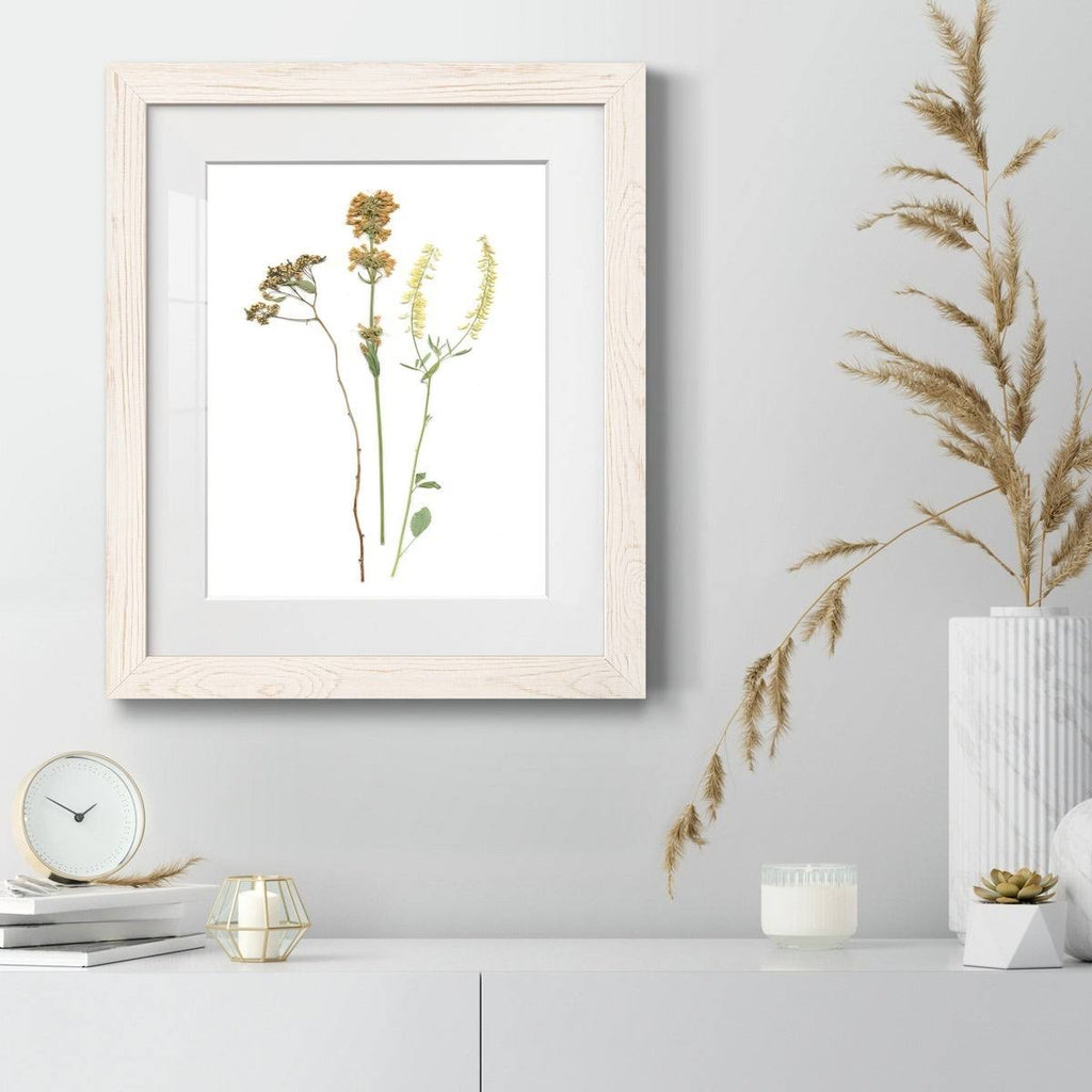 Maple Framed Print X38554
