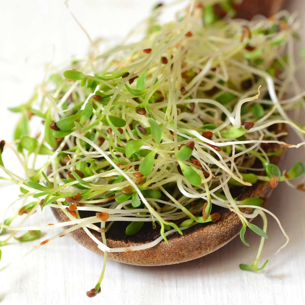 25 lb Bulk Organic Alfalfa Sprouting Seeds L2972