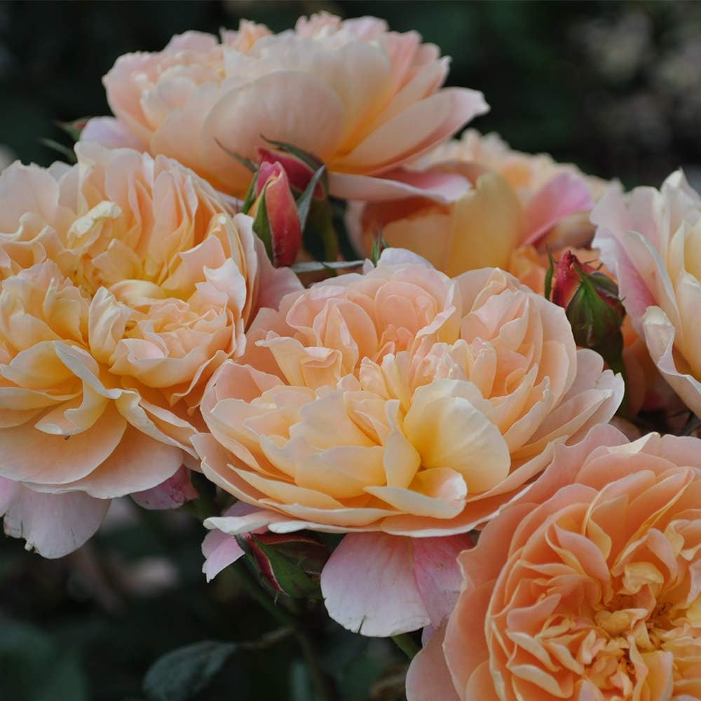 Climbing Rose Bush G248500