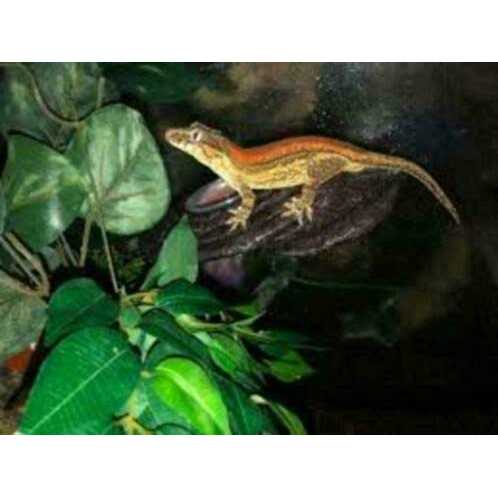 Arboreal Feeding Platform J540
