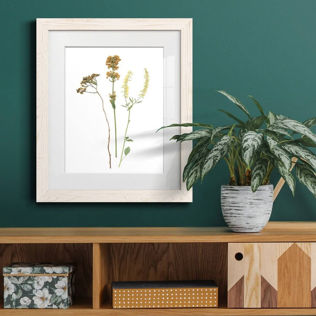 Maple Framed Print X38554