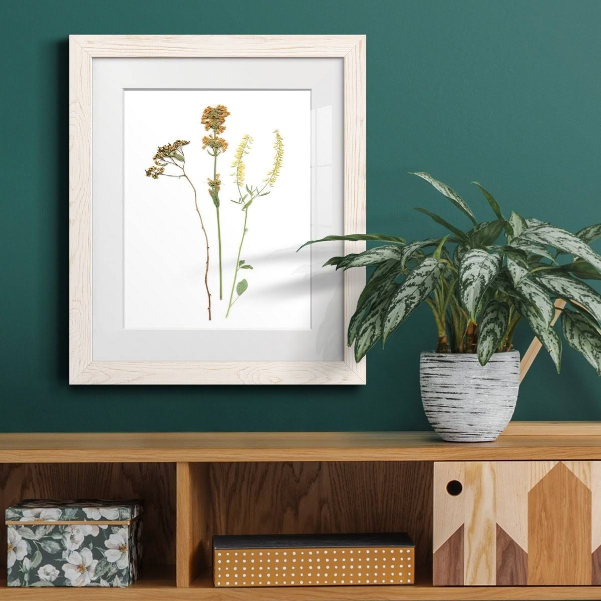 Maple Framed Print X38554