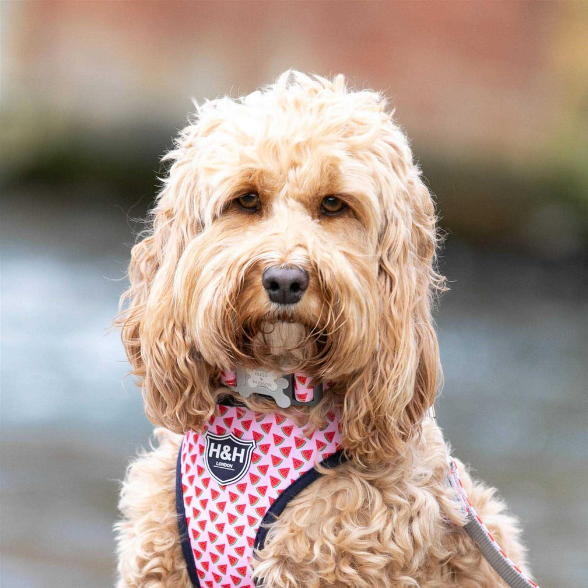 Fabric Nylon Dog Collar Z91045