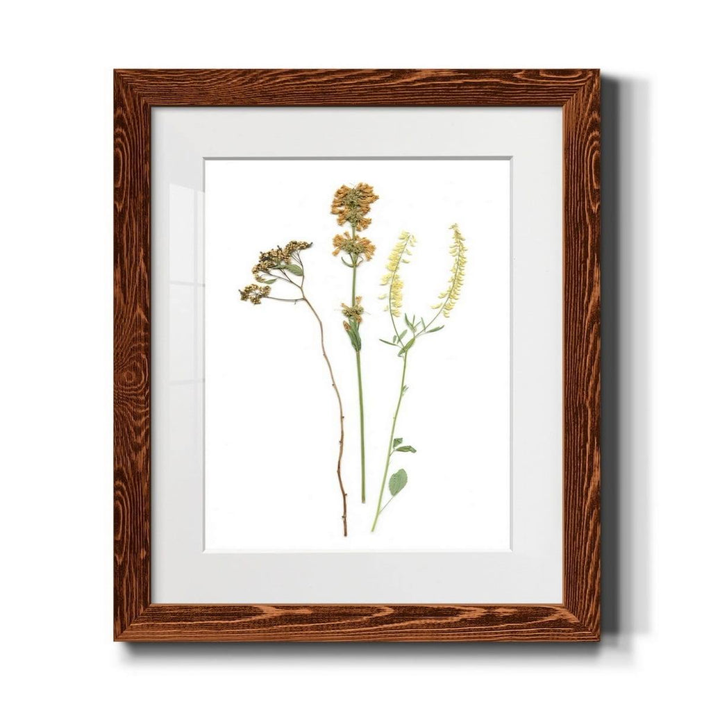 Maple Framed Print X38554