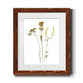 Maple Framed Print X38554