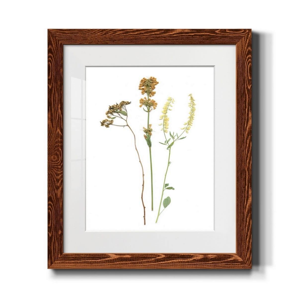 Maple Framed Print X38554