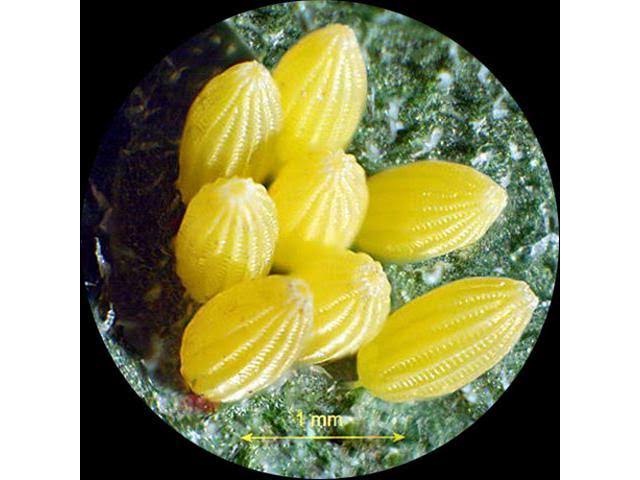 Stereo Microscope + 2MP USB Camera J2601
