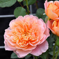 Climbing Rose Bush G248500