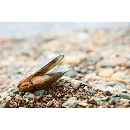 Green Lipped Mussel Omega 3 Pet Supplement H515