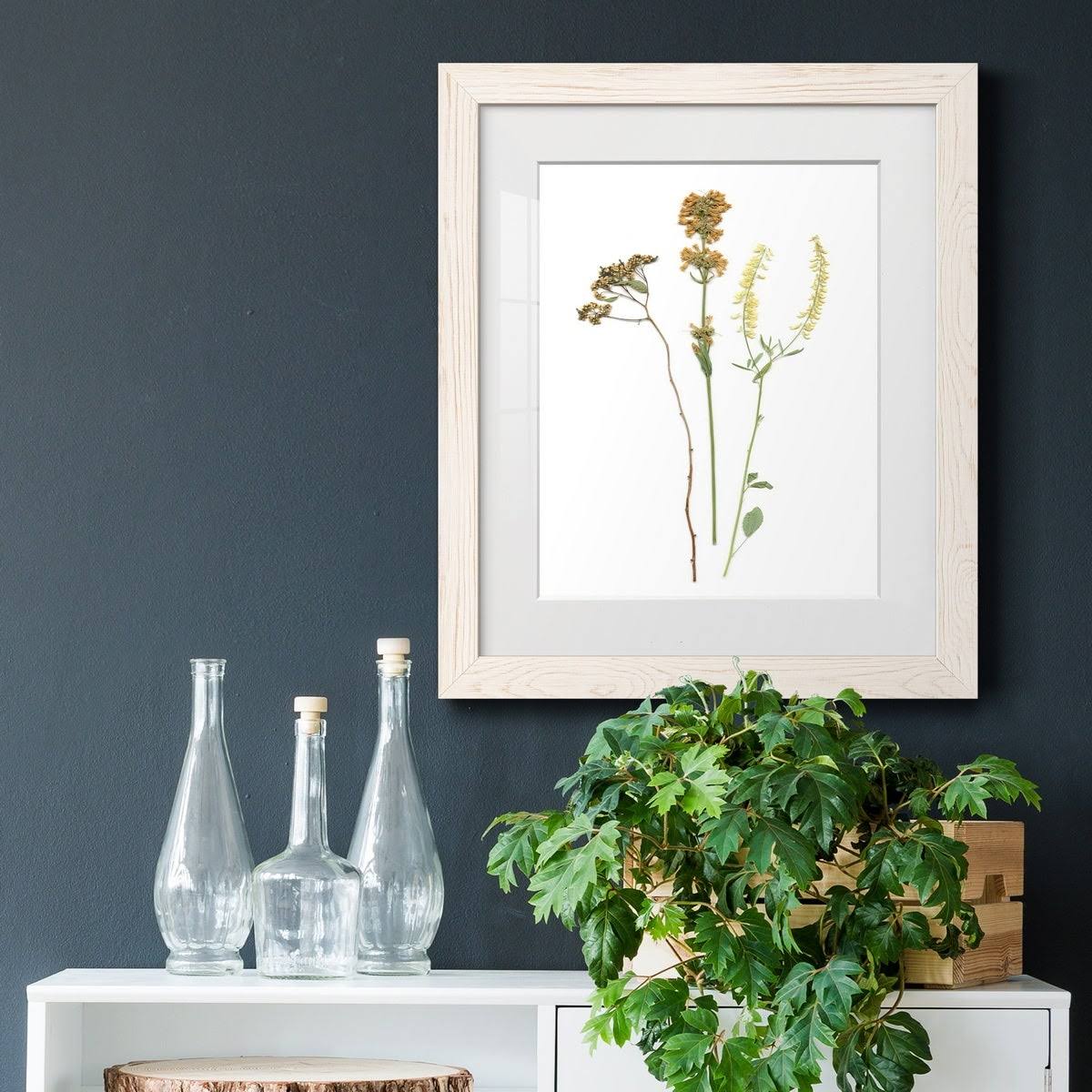 Maple Framed Print X38554