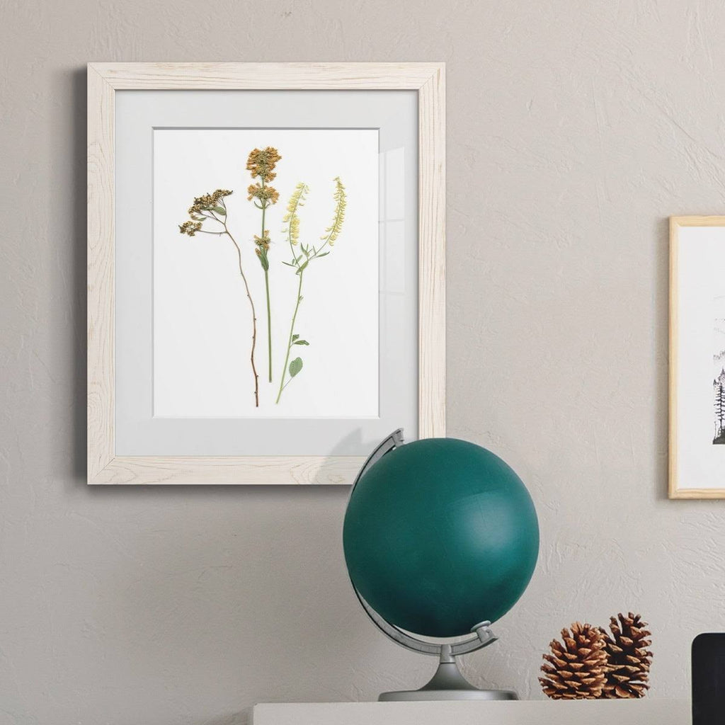 Maple Framed Print X38554